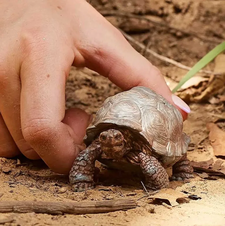 Schleich Jättesköldpadda 14824